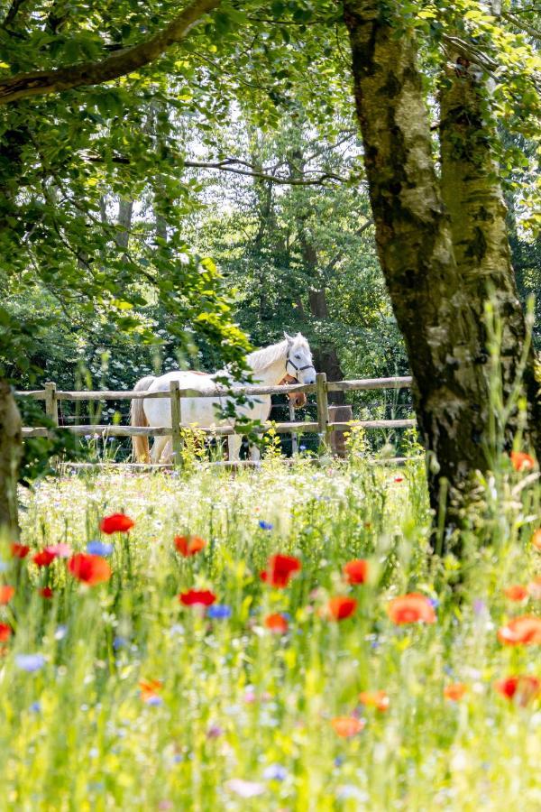 Equilodge 't Blommeke - Reconnect With Nature * Brujas